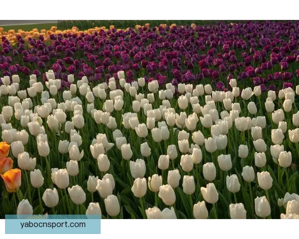 埃贝尔谈马德里之行：从缺乏勇气到带着好心情出发的心路历程